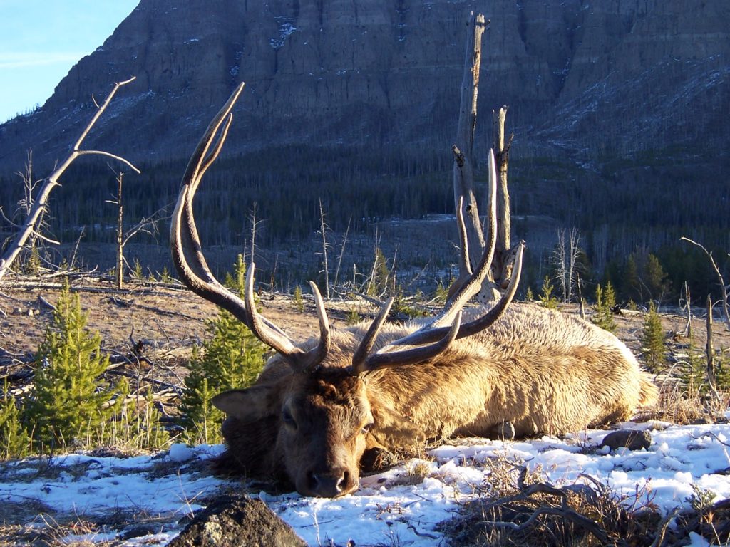 Wyoming Elk Hunting Outfitters Guided Trips Yellowstone Outfitters